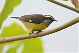 Bananaquitborder=